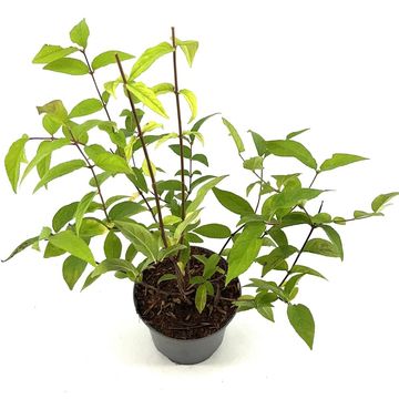 Deutzia x hybrida 'Perle Rose'