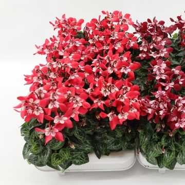 Cyclamen persicum SUPER SERIE DJIX MIX