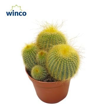 Eriocactus leninghausii