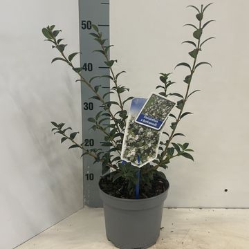 Osmanthus x burkwoodii