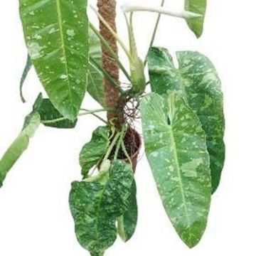 Філодендрон 'Jose Buono'