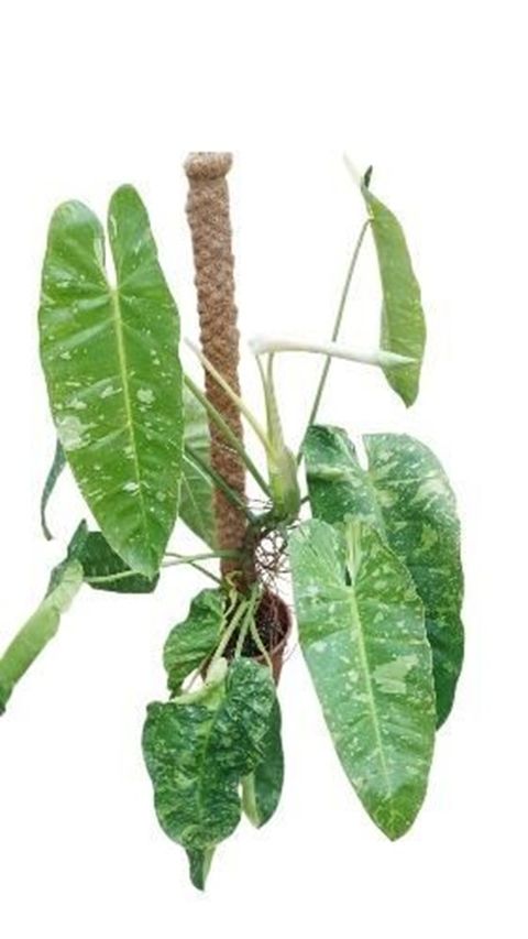 Philodendron 'Jose Buono'