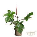Philodendron squamiferum