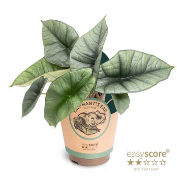 Alocasia 'Platinum'