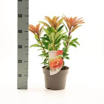 Rhododendron 'Sun Fire'