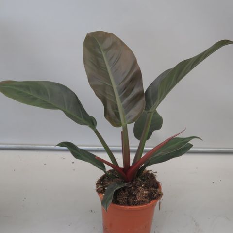 Philodendron 'Imperial Red' (Snoeker)
