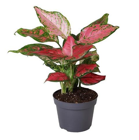 Aglaonema 'Red Zircon'