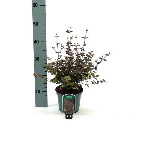 Lophomyrtus x ralphii 'Purpurea Nana'