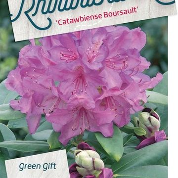 Rhododendron 'Катавбинзе Бурсо'