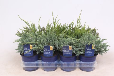 Juniperus MIX