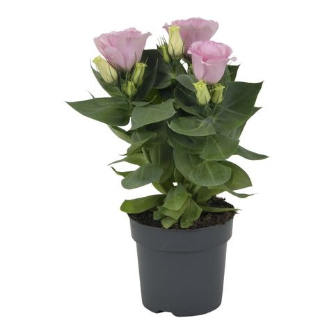 Eustoma grandiflorum 'Carmen Rose'