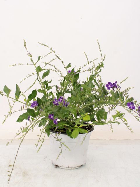 Duranta erecta