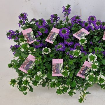 Scaevola aemula MIX