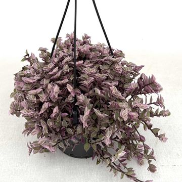 Tradescantia 'Pink Panther'