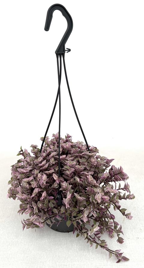 Tradescantia 'Pink Panther'