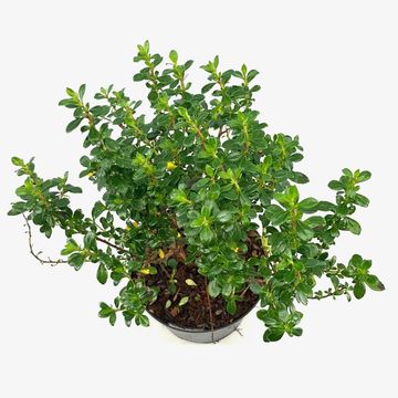 Escallonia 'Compacta Coccinea'