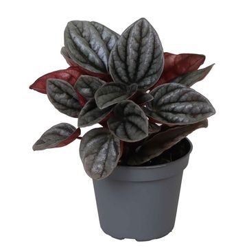 Peperomia caperata 'Caracas'