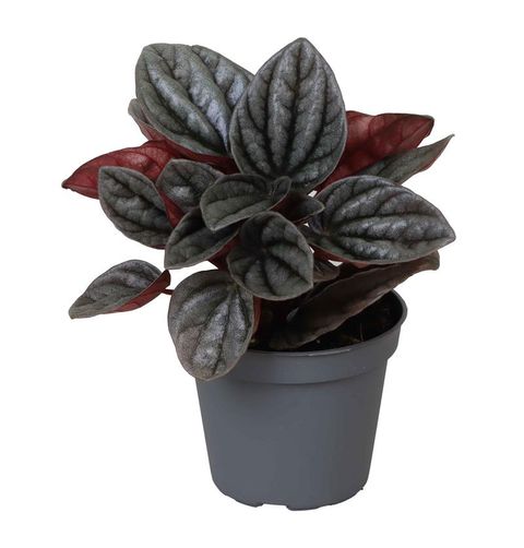 Peperomia caperata 'Caracas'
