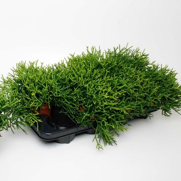 Rhipsalis heteroclada