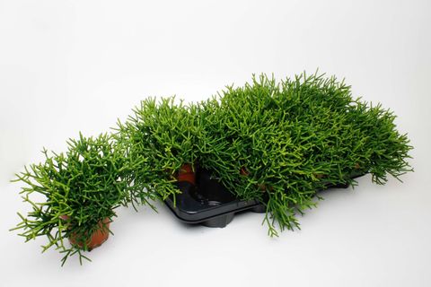 Rhipsalis heteroclada