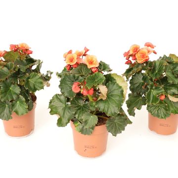 Begonia 'Glory Garden Orange'