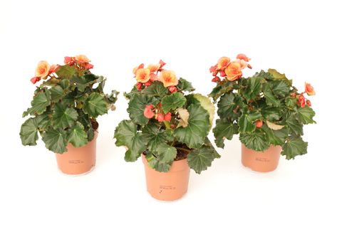 Begonia 'Glory Garden Orange'