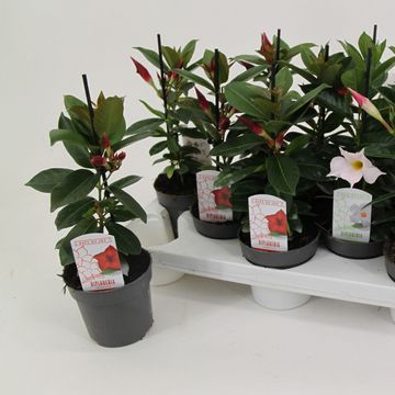 Mandevilla RIO MIX