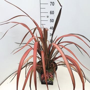 Phormium 'Pink Panther'