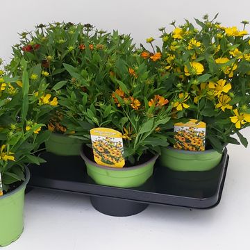 Helenium MIX