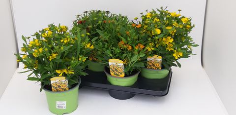 Helenium MIX