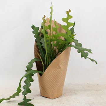 Epiphyllum anguliger