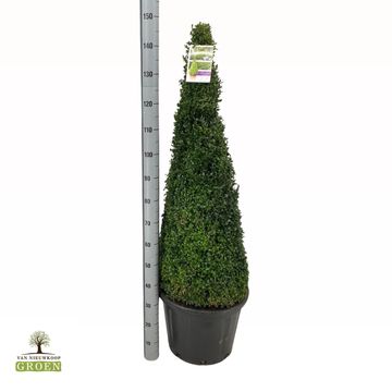 Buxus sempervirens