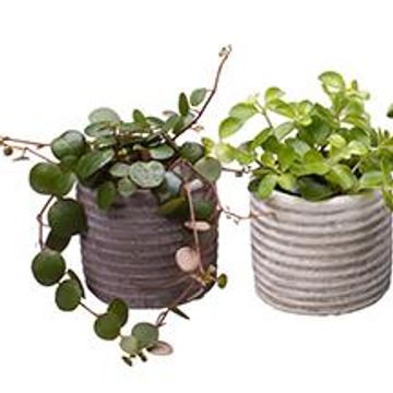 Peperomia MIX