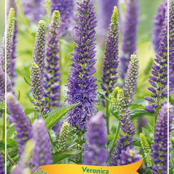 Veronica spicata CANDELA PURPLE