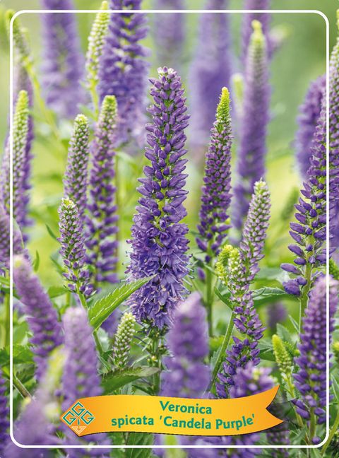 Veronica spicata CANDELA PURPLE