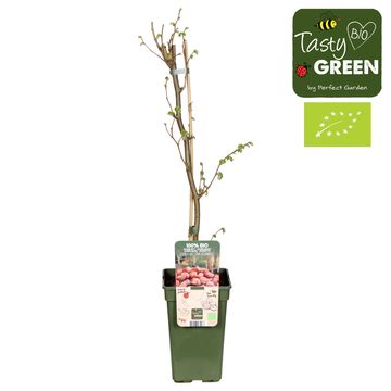 Corylus 'Rode Zellernoot'