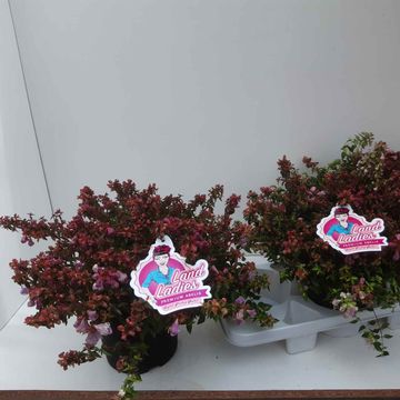 Abelia PINKY BELLS