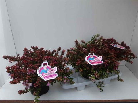 Abelia PINKY BELLS