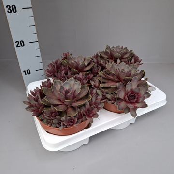 Sempervivum CHICK CHARMS GIANTS STEEL APPEAL