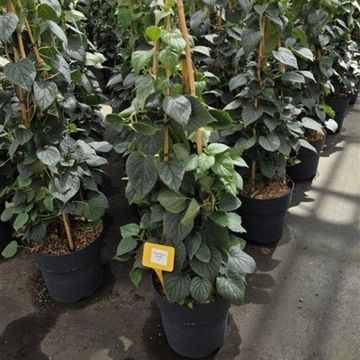 Schizophragma hydrangeoides 'Moonlight'