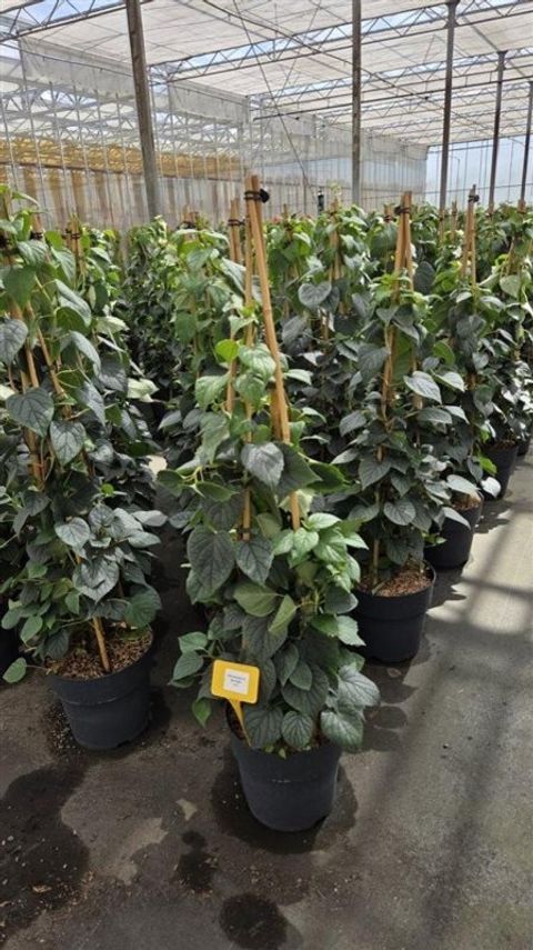 Schizophragma hydrangeoides 'Moonlight'