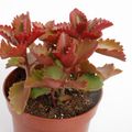 Kalanchoe pinnata