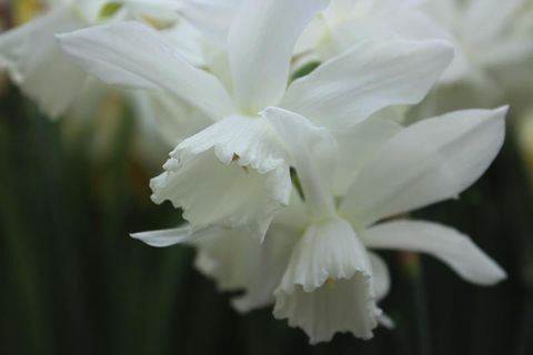 Narcissus 'Thalia'