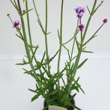 Verbena bonariensis 'Purple Tower'