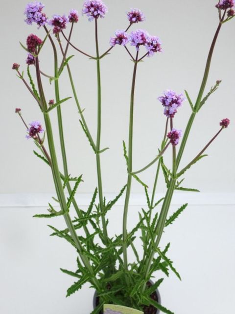 Verbena bonariensis 'Purple Tower'
