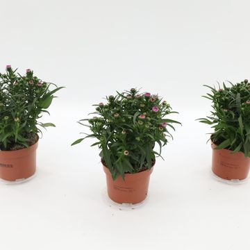 Aster STARLETTA PINK