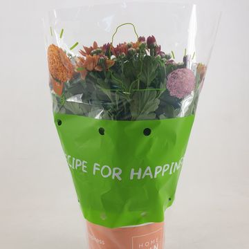 Chrysanthemum HOMERUN ORANGE