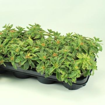 Sedum kamtschaticum 'Variegatum'