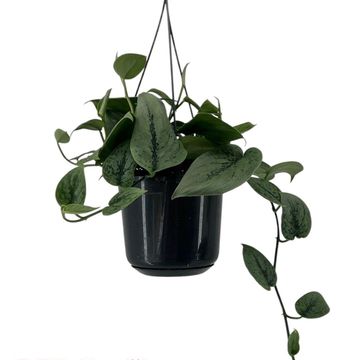 Scindapsus 'Green Anaconda'