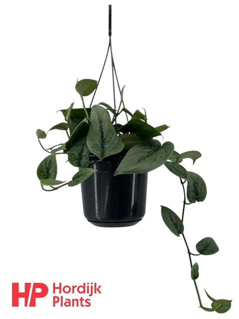 Scindapsus 'Green Anaconda'